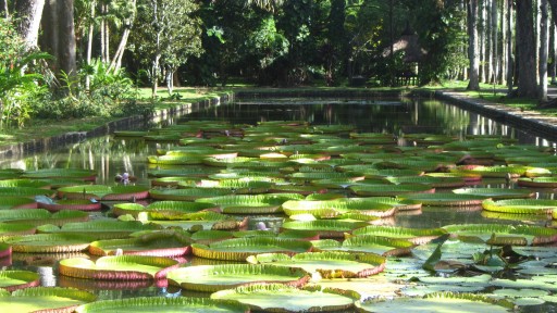 Queen Victoria's water lily (Victoria amazonica)