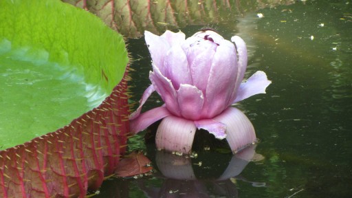 Queen Victoria's water lily (Victoria amazonica)