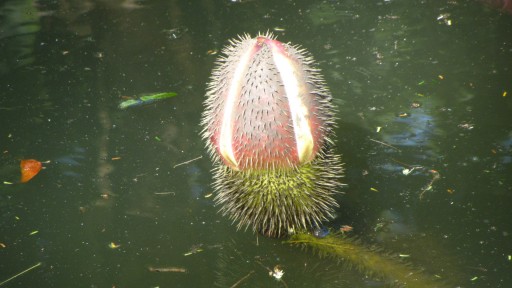 Queen Victoria's water lily (Victoria amazonica)