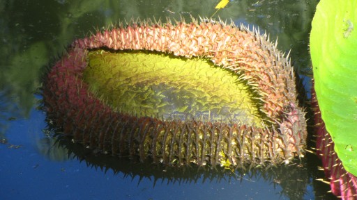 Queen Victoria's water lily (Victoria amazonica)