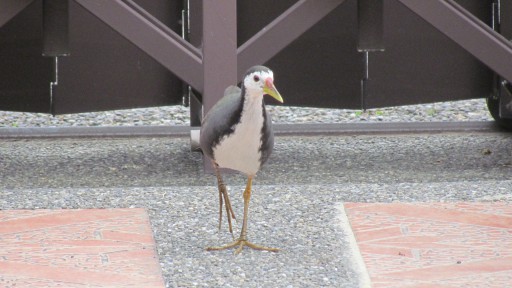 White-breasted waterhen (Amaurornis phoenicurus)