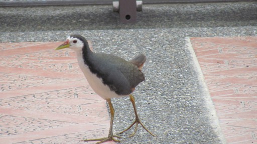 White-breasted waterhen (Amaurornis phoenicurus)