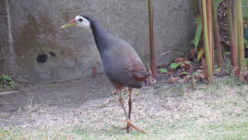 White-breasted waterhen (Amaurornis phoenicurus)