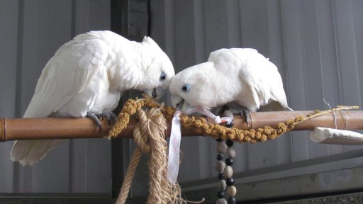 Solomons cockatoo (Cacatua ducorpsii)