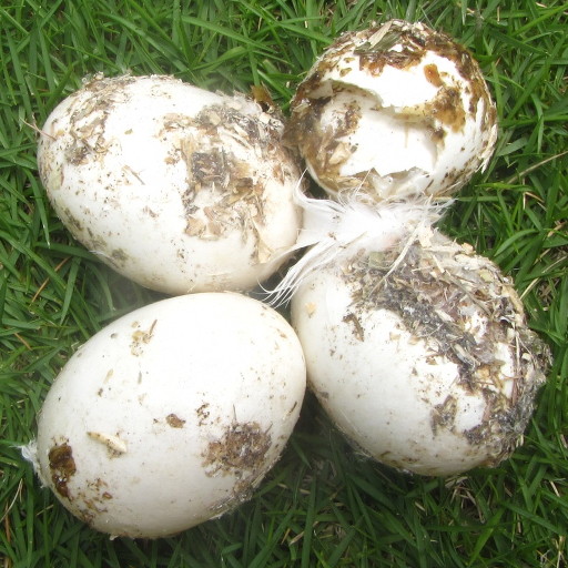 Solomons cockatoo (Cacatua ducorpsii)