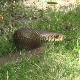 Oriental Ratsnake (Ptyas mucosa)