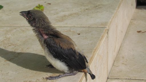 Grey treepie (Dendrocitta formosae)