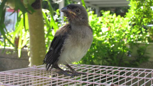 Grey treepie (Dendrocitta formosae)