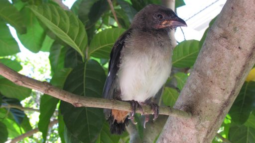 Grey treepie (Dendrocitta formosae)