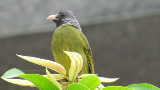 Collared finchbill (Spizixos semitorques)