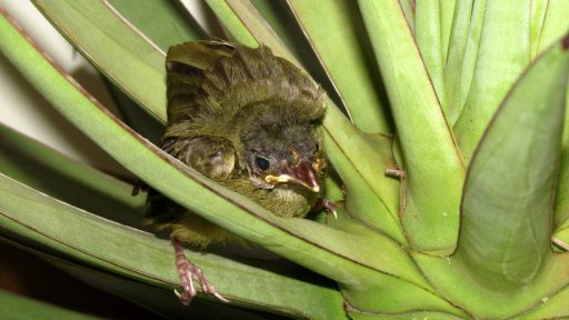 Collared finchbill (Spizixos semitorques)