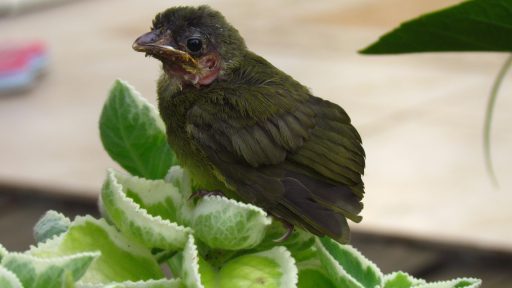 Collared finchbill (Spizixos semitorques)