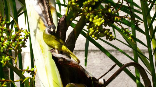 Collared finchbill (Spizixos semitorques)