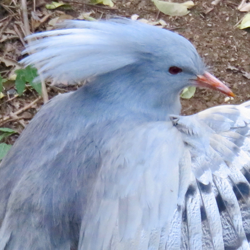 Cagou (Rhynochetos jubatus)